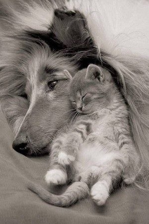  so cute Dog/cat friendships🐶💖🐈