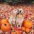  Falling Season 🍁🐕🍁 - autumn photo