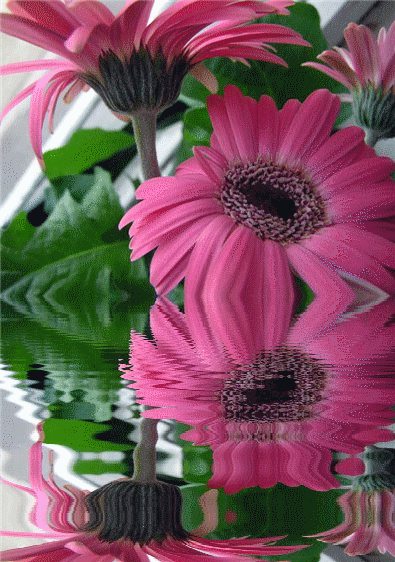 Beautiful Flowers 🌸 - SUNNY LIFE OF NATURE AND ANIMALS🕊️🌸 Fan Art  (43631684) - Fanpop