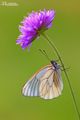 Butterfly(s)  - butterflies photo