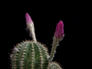  Cactus ফুল 🌵🏵