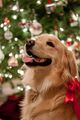 Christmas Dogs 🎄🎅 - dogs photo