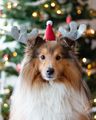 Christmas Dogs 🎄🎅 - dogs photo