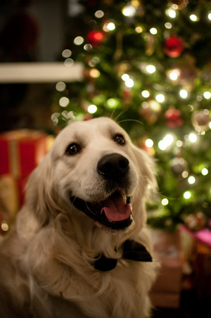  Weihnachten Hunde 🎄🎅