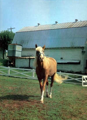  Elvis' Horse, Riding Sun