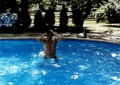 Elvis Taking A Dip In The Pool - elvis-presley fan art
