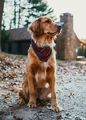Golden Retriever 🐕 - dogs photo