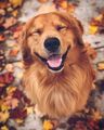 Golden Retriever 🐕 - dogs photo