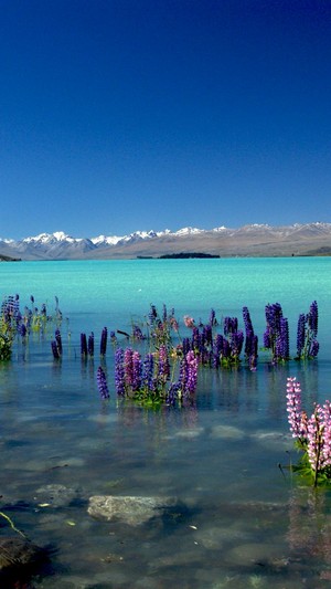  Lake Tekapo, New Zealand