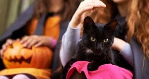 Significance Of Adopting Black Cats