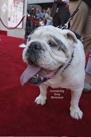 Spike The Dog 2007 Disney Film Premiere Of The Game Plan