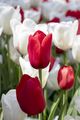 Tulips 🌷  - gardening photo