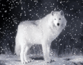 Wolf In Winter 🐺 - wolves fan art