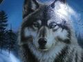 Wolves In Art 🐺 - wolves fan art