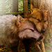 Wolves  - twilight-series icon