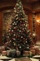 beautiful christmas trees 🎄🎁🎅 - christmas photo