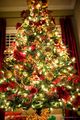 beautiful christmas trees 🎄🎁🎅 - christmas photo