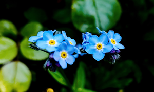  my favorito flores ❀ forget me not