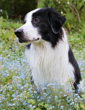  Beautiful Border colley, collie 💜