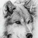 Beautiful Wolves 💜 - wolves icon