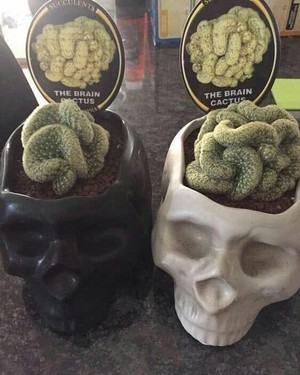  Cactus Brain Plant