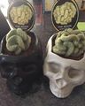 Cactus Brain Plant - random photo