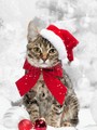 Cute Christmas Cats 🎄🐱❤✨ - christmas photo