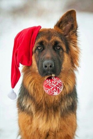  Cute Weihnachten Hunde 🎄🐶❤✨