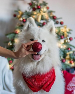  Cute navidad perros 🎄🐶❤✨
