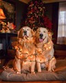 Cute Christmas Dogs 🎄🐶❤✨ - christmas photo
