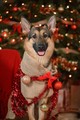 Cute Christmas Dogs 🎄🐶❤✨ - christmas photo