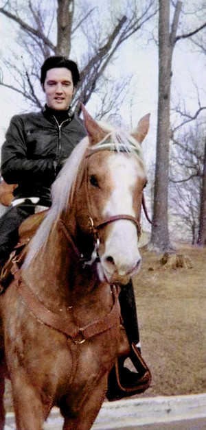  Elvis And His Horse, Rising Sun