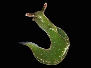  Green Slug