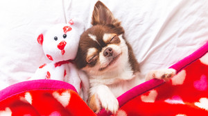  Happy perrito, cachorro Valentines día