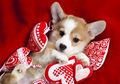 Happy Puppy Valentines Day - puppies photo