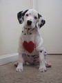 Happy Puppy Valentines Day - puppies photo