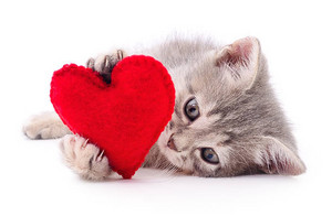  Happy Valentines Day...I meow anda
