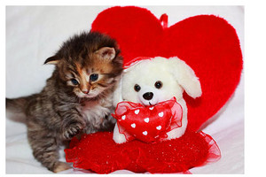  Happy Valentines Day...I meow আপনি