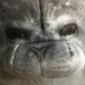 Seal Face - random photo