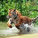 Tiger 💜 - national-geographic icon