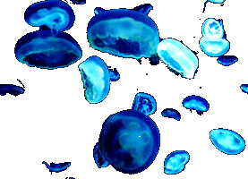 Transparent Jellyfish GIF