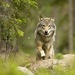 Wolf 💜 - national-geographic icon