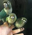 birds - random photo