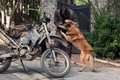 10x21 ~ Diverged ~ Daryl and Dog - the-walking-dead photo