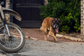 10x21 ~ Diverged ~ Dog - the-walking-dead photo