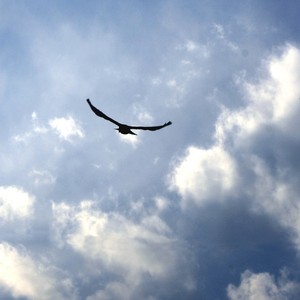 Bird Flying In Blue Sky With Clouds