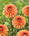Dahlia - flowers photo
