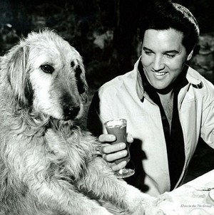  Elvis With Hunde 💛