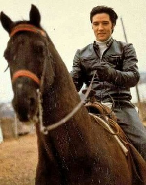 Elvis and his Horse 💛