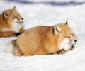Fox Loaf - random photo